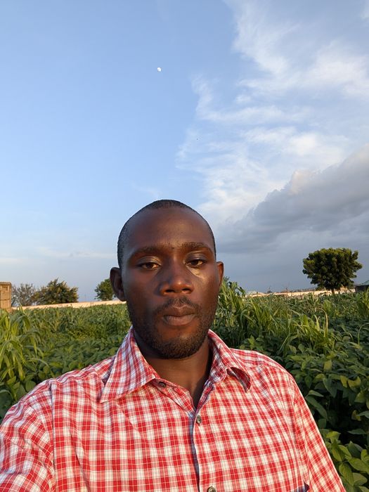 Standing in a maize field at dusk, 2024